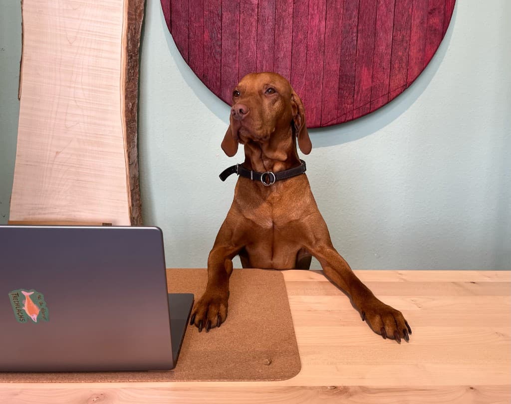 Dog at a desk with a laptop